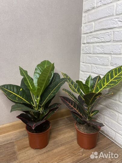Кодиеум кротон комнатные цветы