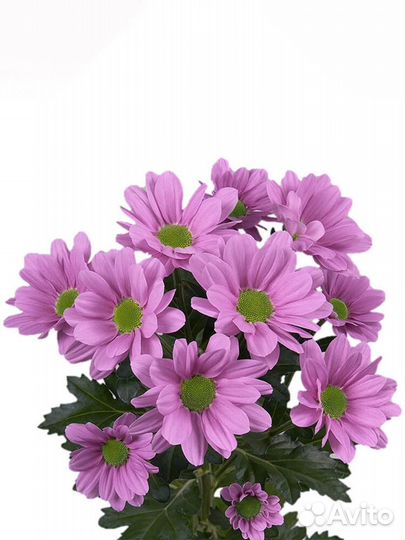 Хризантема кустовая в ассортименте