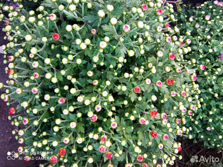 Мультифлора