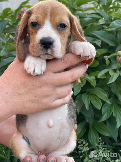 Щенки бигль