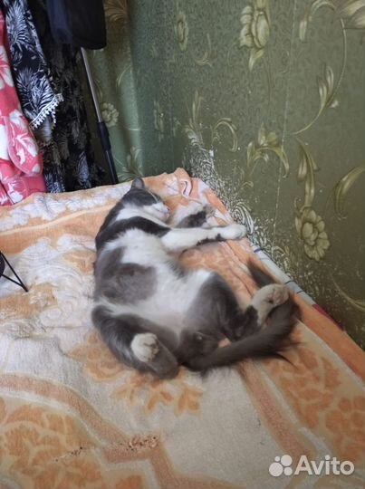 Кот Тихон
