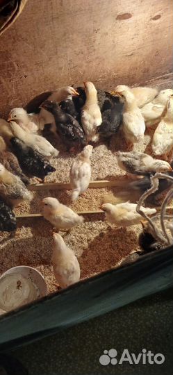 Цыплята двухнедельные