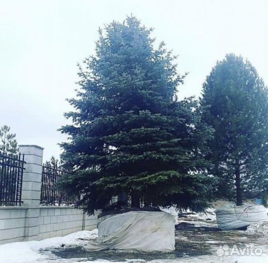 Саженцы ель голубая