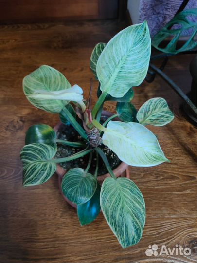 Комнатные цветы