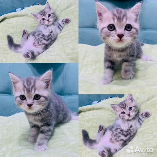 Шотландские котята