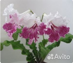 Сортовые стрептокарпусы