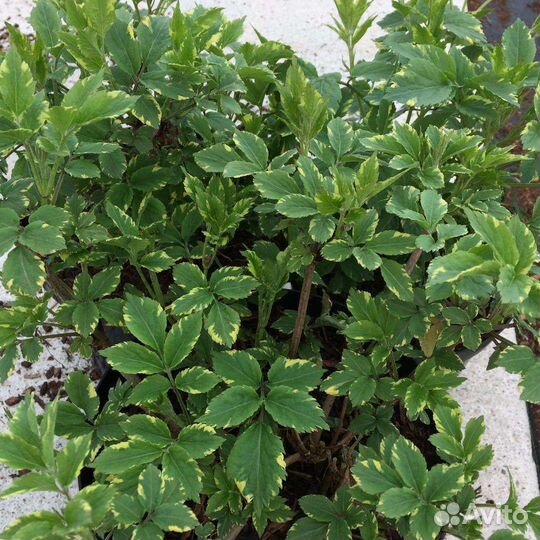 Бузина чёрная(читайте описание)