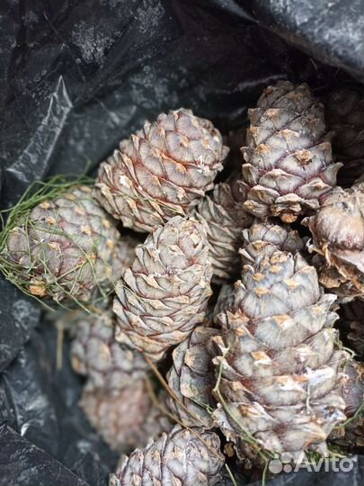 Кедровые шишки/орех