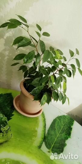 Фикус молодой