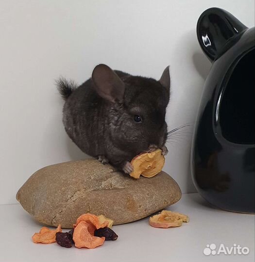 Шиншилленок девочка эбони средний (2 мес)
