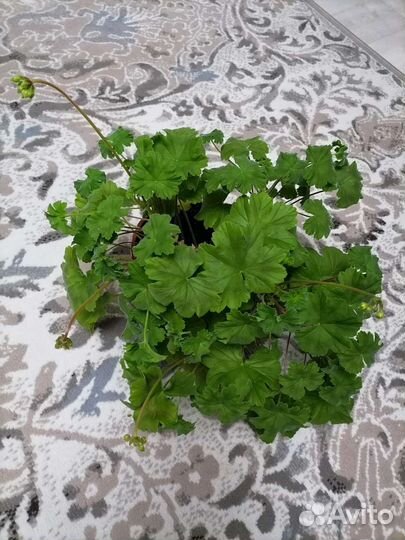 Пеларгония Леона Галактика