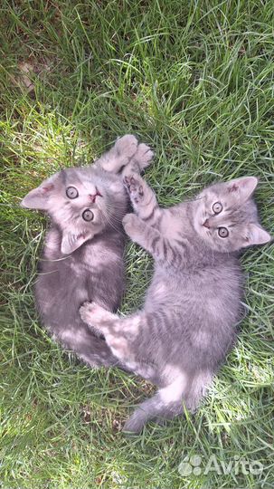 Котята в добрые руки бесплатно