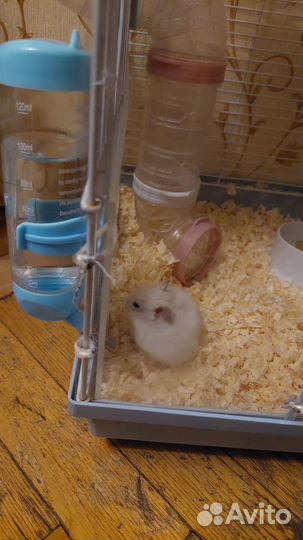 Джунгарский хомяк с клеткой бесплатно