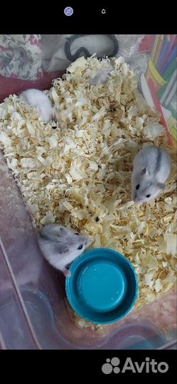 Джунгарский хомяк