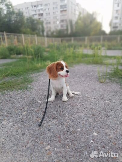 Кавалер кинг чарльз спаниель