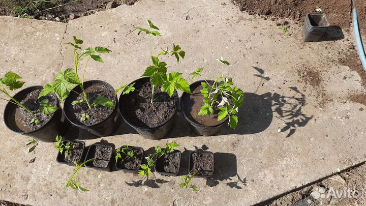 Саженцы черной малины