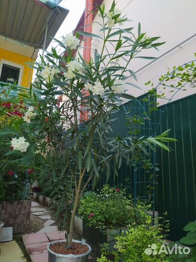 Олеандры растения