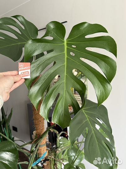Монстера огромная:) с горшком