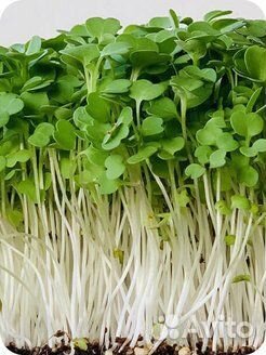 Микрозелень набор для выращивания / Руккола