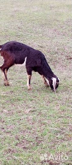 Козы англо нубийские