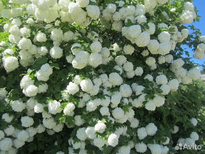 Бульденеж Розеум