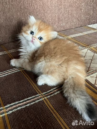 Британская золотая шиншилла