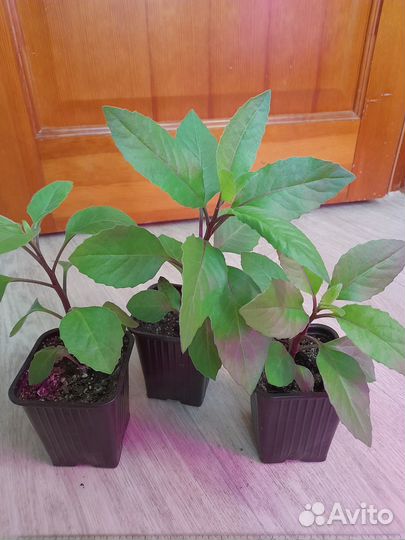 Джинура прокумбенс