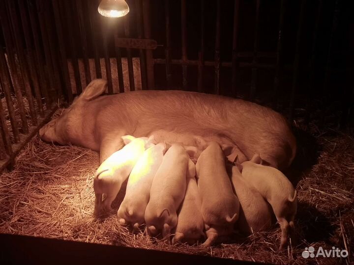 Поросята ландрас дюрок