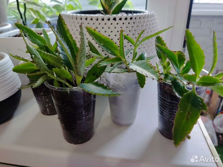 Каланхоэ (Доктор) бесплатно