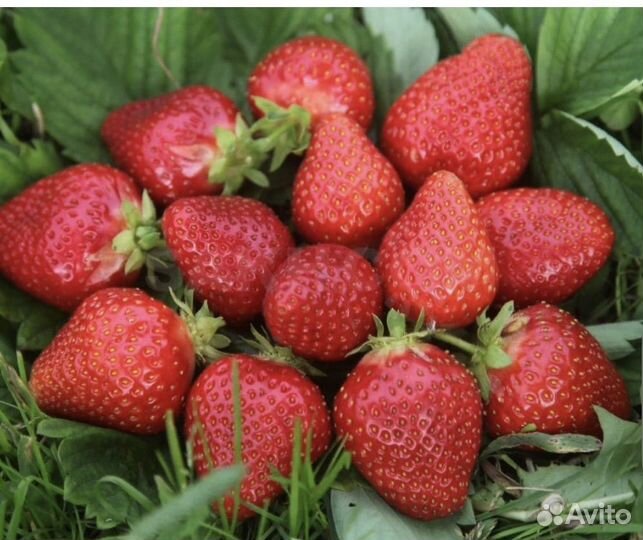 Рассада ремонтантной мурано клубники и летней зкс