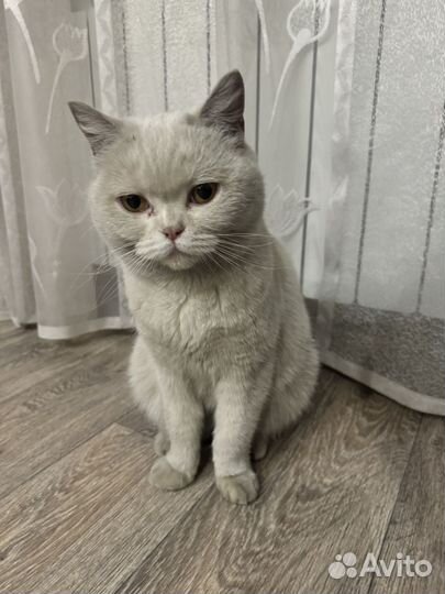Кошка ищет хозяина