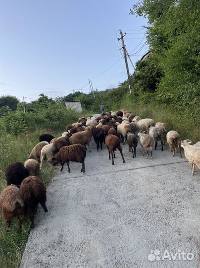 Бараны курдючные