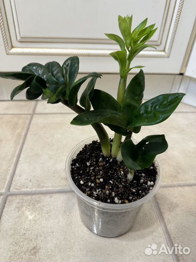 Замиокулькас зензи