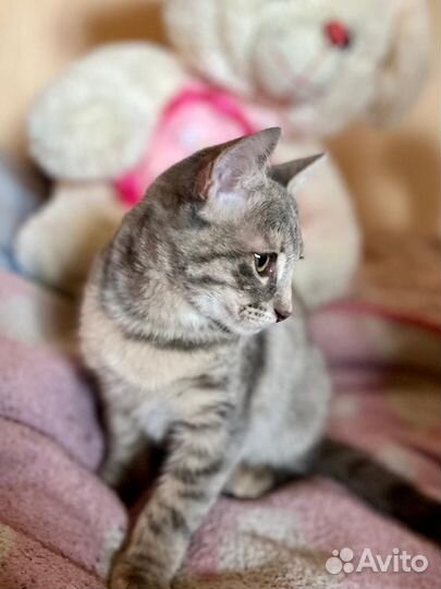 Кошка в дар