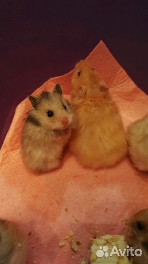 Сирийские д/ш хомячки (есть клетки, доставка)