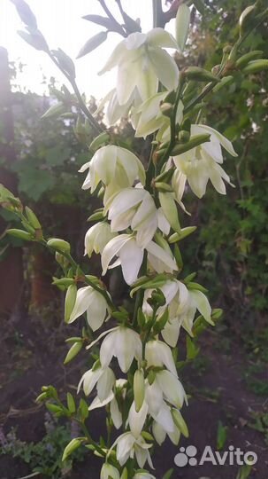 Пальма юкка