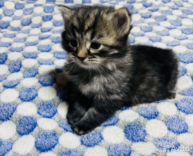 Котятки сибиской крупной