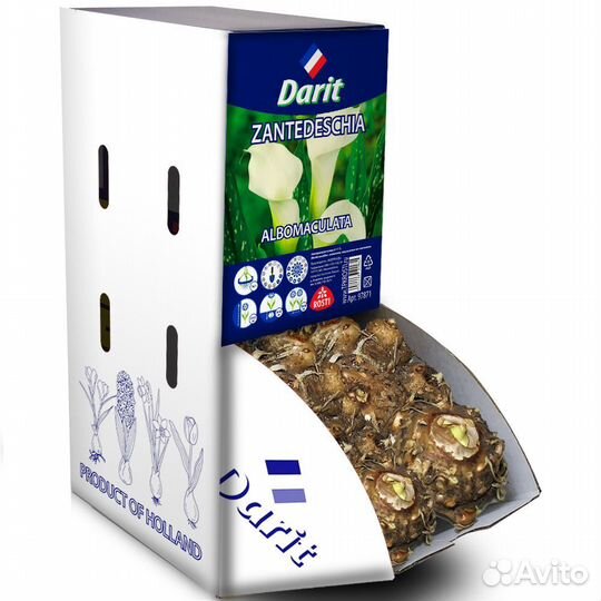 Калла (Зантедеския) Албомакулата Zantedeschia Albo