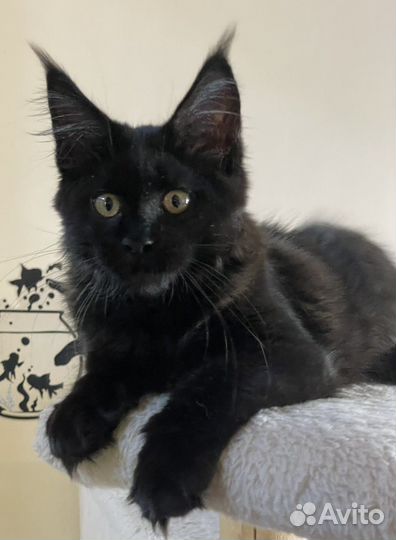 Потрясающая девочка мейн-кун