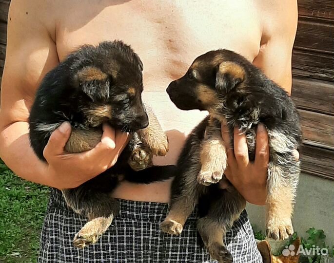 Щенки немецкой овчарки
