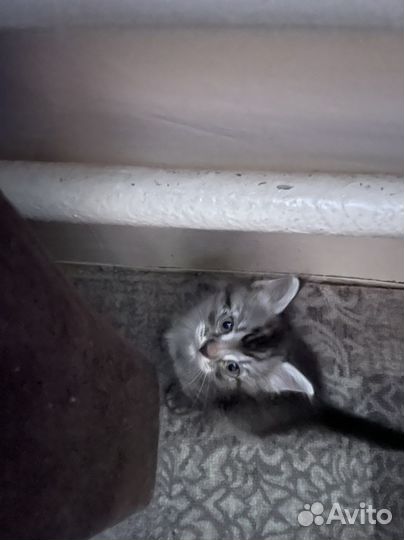 Отдам котят в хорошие руки