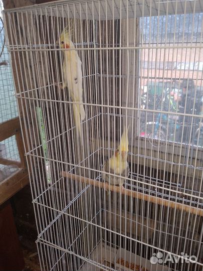 Попугаи карелы