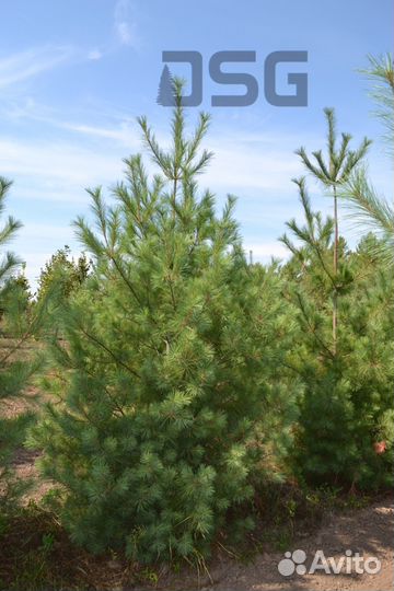 Саженцы сосны веймутовой