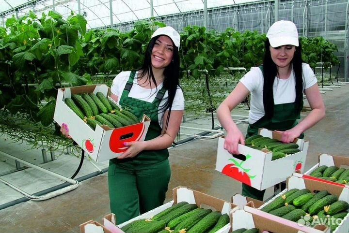 Упаковщик овощей в теплицу от 15 смен+Жильё