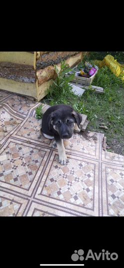 Отдам щенка в добрые руки бесплатно