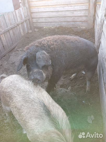 Венгерская мангалица