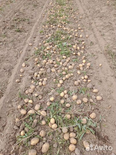 Семенной картофель Санэте