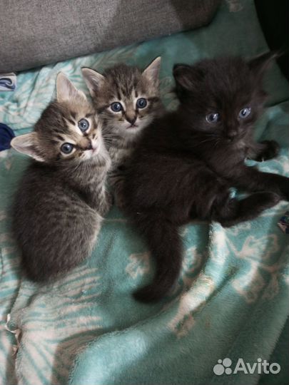 Котенок мальчик