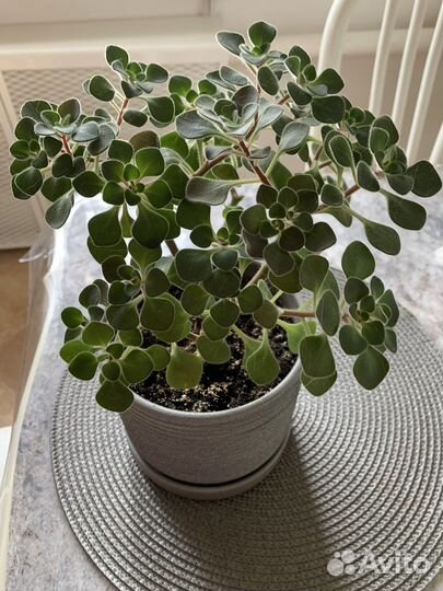 Цветок Аихризон Дерево Любви