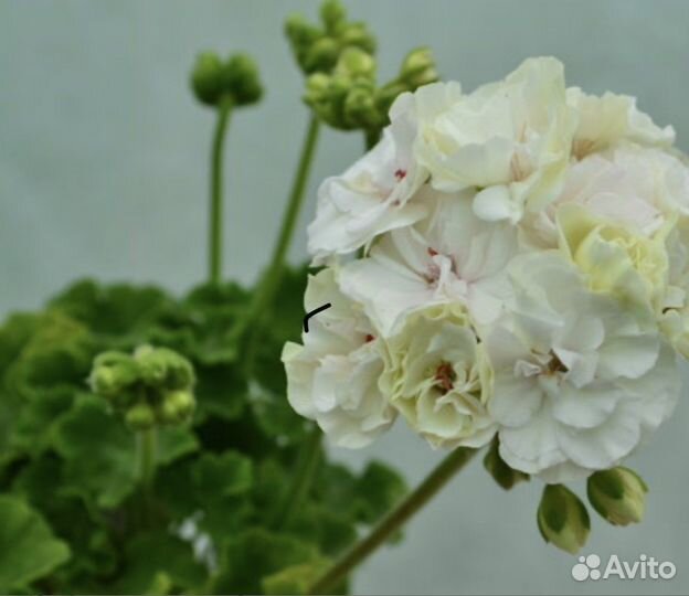 Пеларгонии сортовые